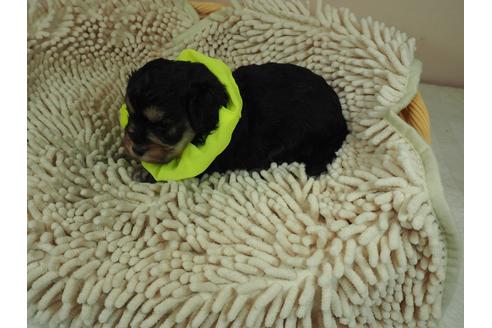 成約済の埼玉県のその他の犬種-112406の4枚目