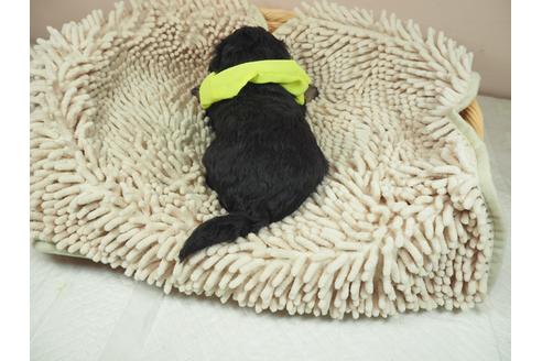 成約済の埼玉県のその他の犬種-112406の3枚目