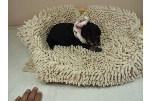 成約済の埼玉県のその他の犬種-112407の5枚目