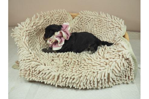 成約済の埼玉県のその他の犬種-112407の4枚目