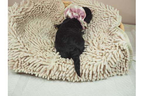 成約済の埼玉県のその他の犬種-112407の3枚目