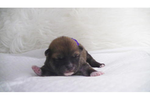 成約済の福岡県の豆柴-112416の19枚目