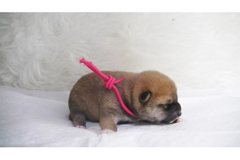 成約済の福岡県の豆柴-112417の19枚目