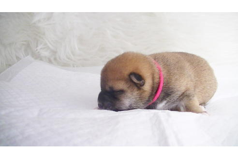 成約済の福岡県の豆柴-112417の18枚目