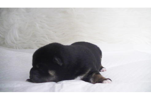 成約済の福岡県の豆柴-112418の19枚目