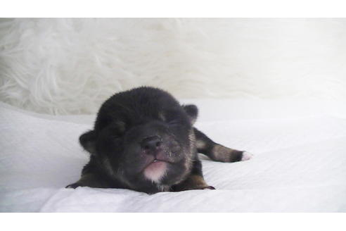 成約済の福岡県の豆柴-112418の18枚目