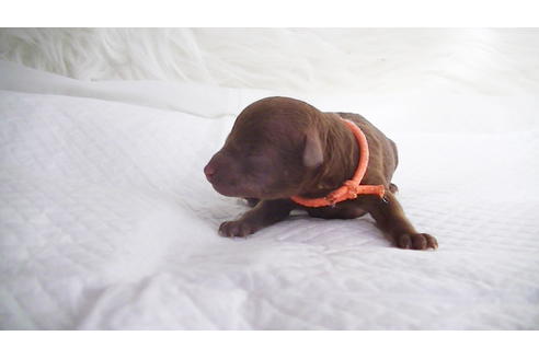 成約済の福岡県のタイニープードル-112420の8枚目