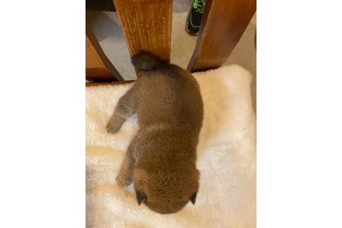 成約済の宮城県の柴犬-112443の3枚目