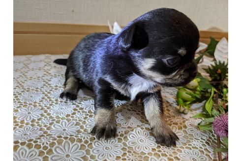 成約済の広島県のチワワ(ロングコート)-110612の39枚目