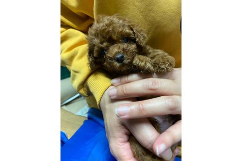 成約済の静岡県のタイニープードル-110317