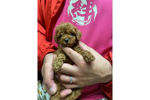 成約済の静岡県のタイニープードル-110317の2枚目