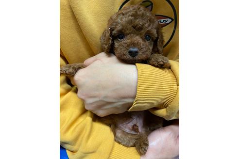 成約済の静岡県のトイプードル-110319