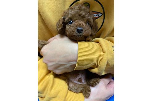 成約済の静岡県のトイプードル-110319の3枚目