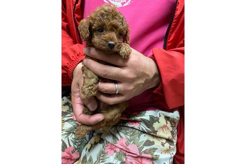 成約済の静岡県のトイプードル-110319の2枚目