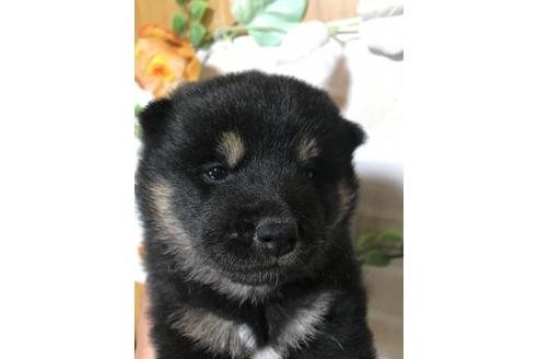 成約済の長崎県の柴犬-112465の1枚目