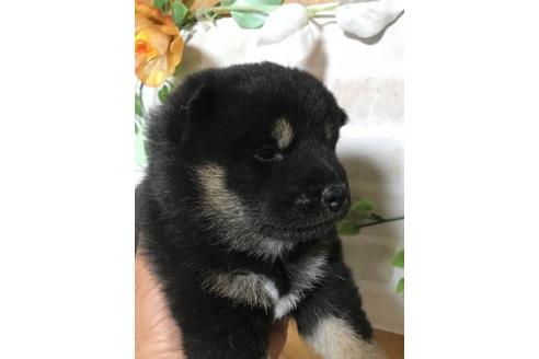 成約済の長崎県の柴犬-112465の3枚目