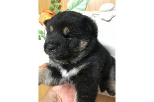 成約済の長崎県の柴犬-112465の2枚目