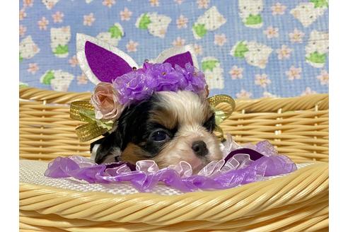 成約済の福岡県のキャバリアキングチャールズスパニエル-112473の3枚目