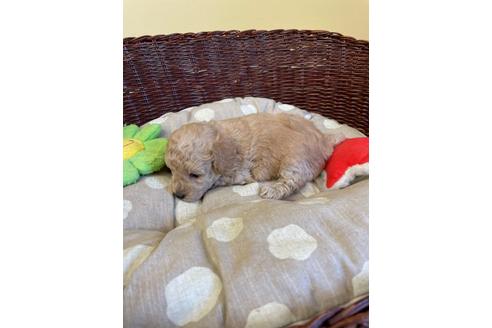 成約済の愛知県のトイプードル-112477の4枚目