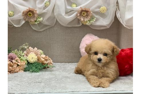 成約済の三重県のティーカッププードル-112478の1枚目