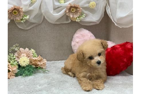 成約済の三重県のティーカッププードル-112478の4枚目