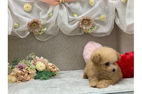 成約済の三重県のティーカッププードル-112478の2枚目