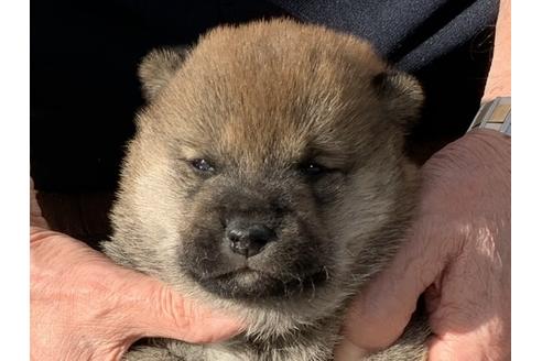 成約済の長崎県の柴犬-112480