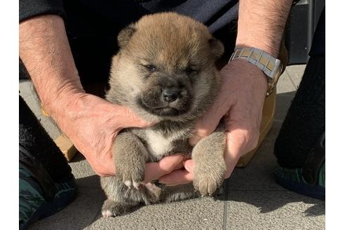 成約済の長崎県の柴犬-112480の5枚目