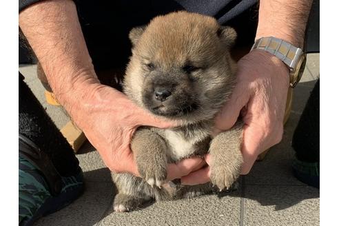 成約済の長崎県の柴犬-112480の4枚目