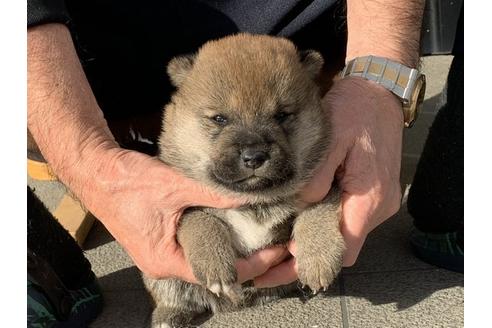 成約済の長崎県の柴犬-112480の3枚目