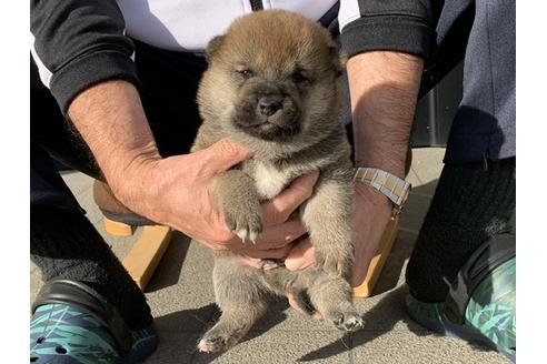成約済の長崎県の柴犬-112480の2枚目