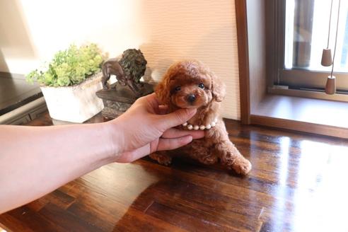 成約済の埼玉県のタイニープードル-112481の1枚目