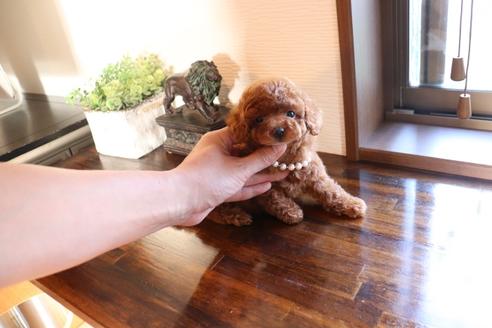 成約済の埼玉県のタイニープードル-112481の5枚目