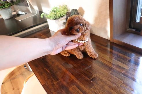 成約済の埼玉県のタイニープードル-112481の4枚目