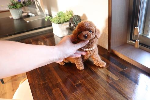 成約済の埼玉県のタイニープードル-112481の2枚目