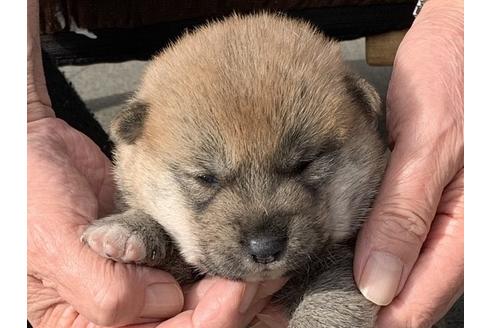 成約済の長崎県の柴犬-112487の1枚目