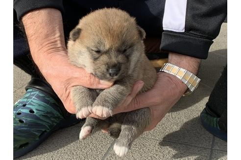 成約済の長崎県の柴犬-112487の3枚目