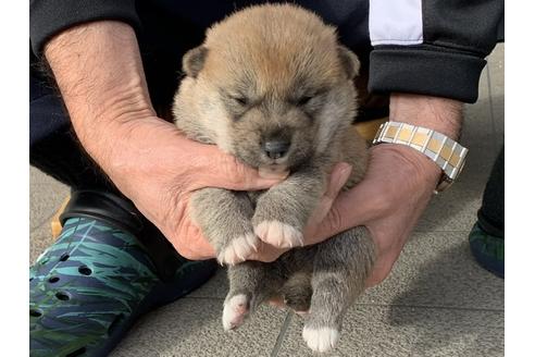 成約済の長崎県の柴犬-112487の2枚目