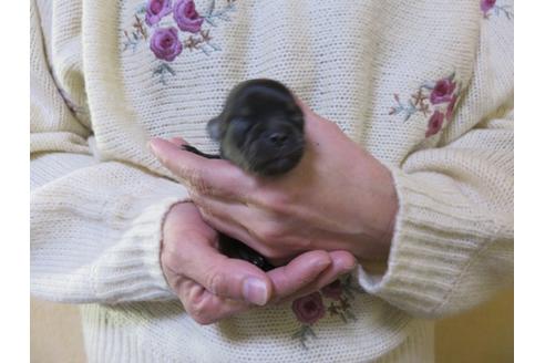 成約済の愛知県のチワワ(ロングコート)-112503の4枚目