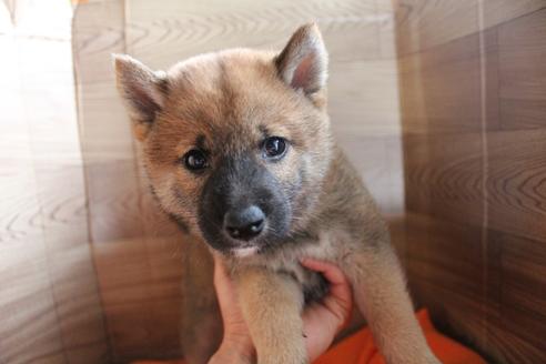熊本県で柴犬の子犬を探す ブリーダーナビ