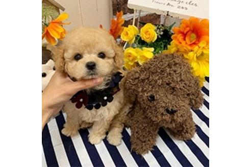 成約済の香川県のトイプードル-112511の3枚目