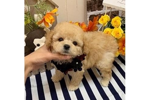成約済の香川県のトイプードル-112511の2枚目