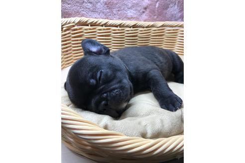 成約済の香川県のフレンチブルドッグ-109706の3枚目