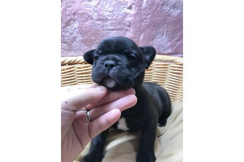 成約済の香川県のフレンチブルドッグ-109706の1枚目