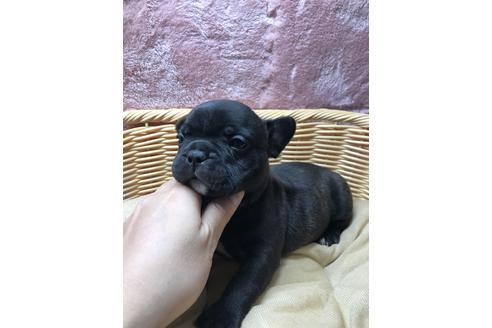 成約済の香川県のフレンチブルドッグ-109706の2枚目