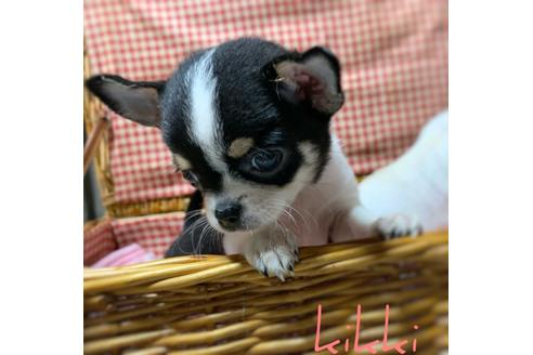 成約済の千葉県のチワワ(スムースコート)-112517の13枚目