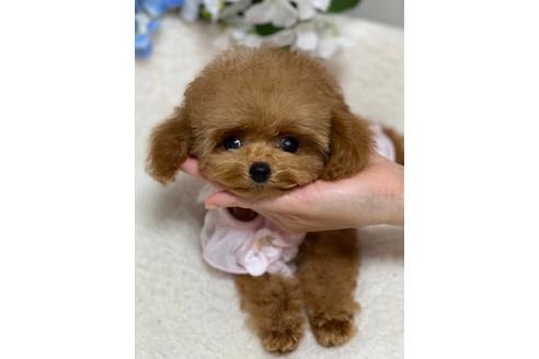 成約済の埼玉県のティーカッププードル-110460の1枚目