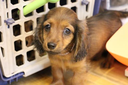 成約済の愛知県のカニンヘンダックスフンド(ロングヘアード)-106545の1枚目