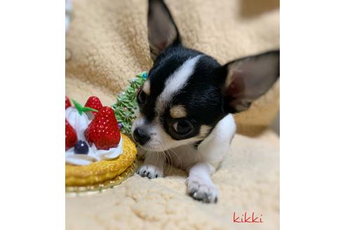 成約済の千葉県のチワワ(スムースコート)-112517の5枚目