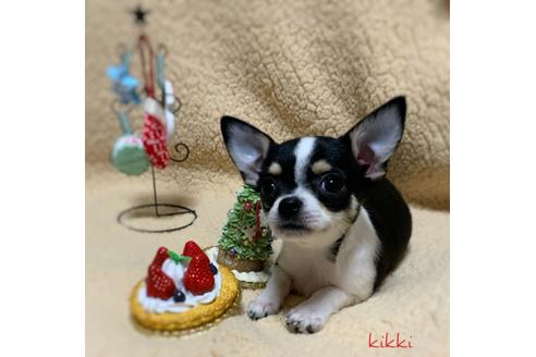 成約済の千葉県のチワワ(スムースコート)-112517の2枚目